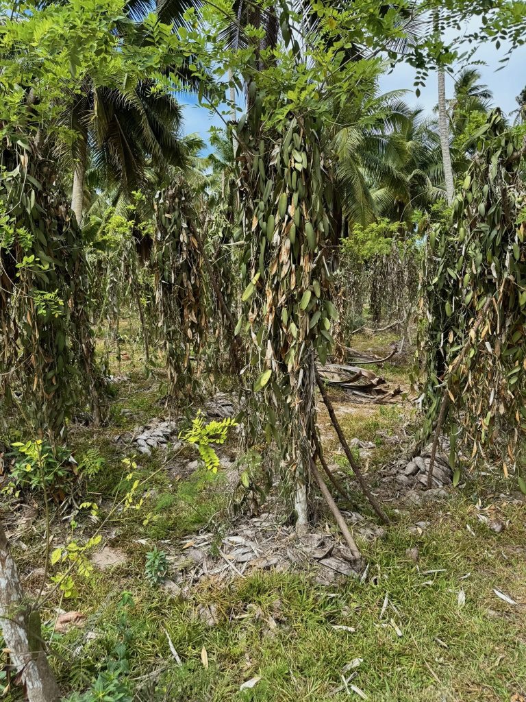 Vanilla plants, La Digue, Seychelles