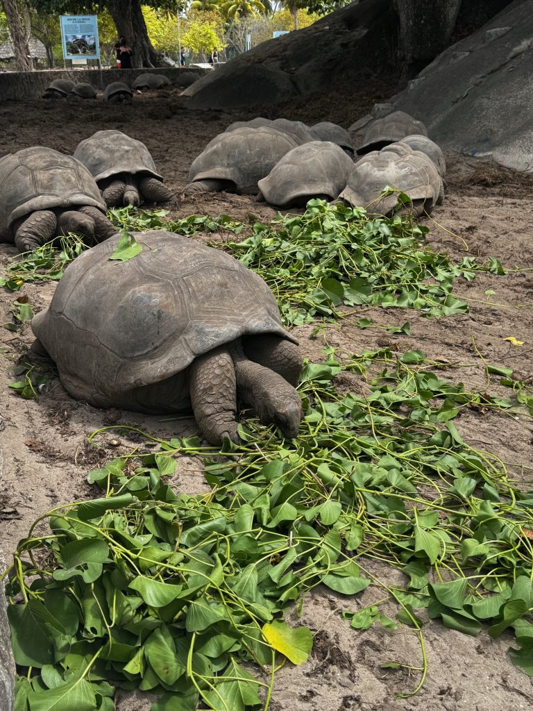 Seychelles La Digue Feeding Time for Giant Turtles