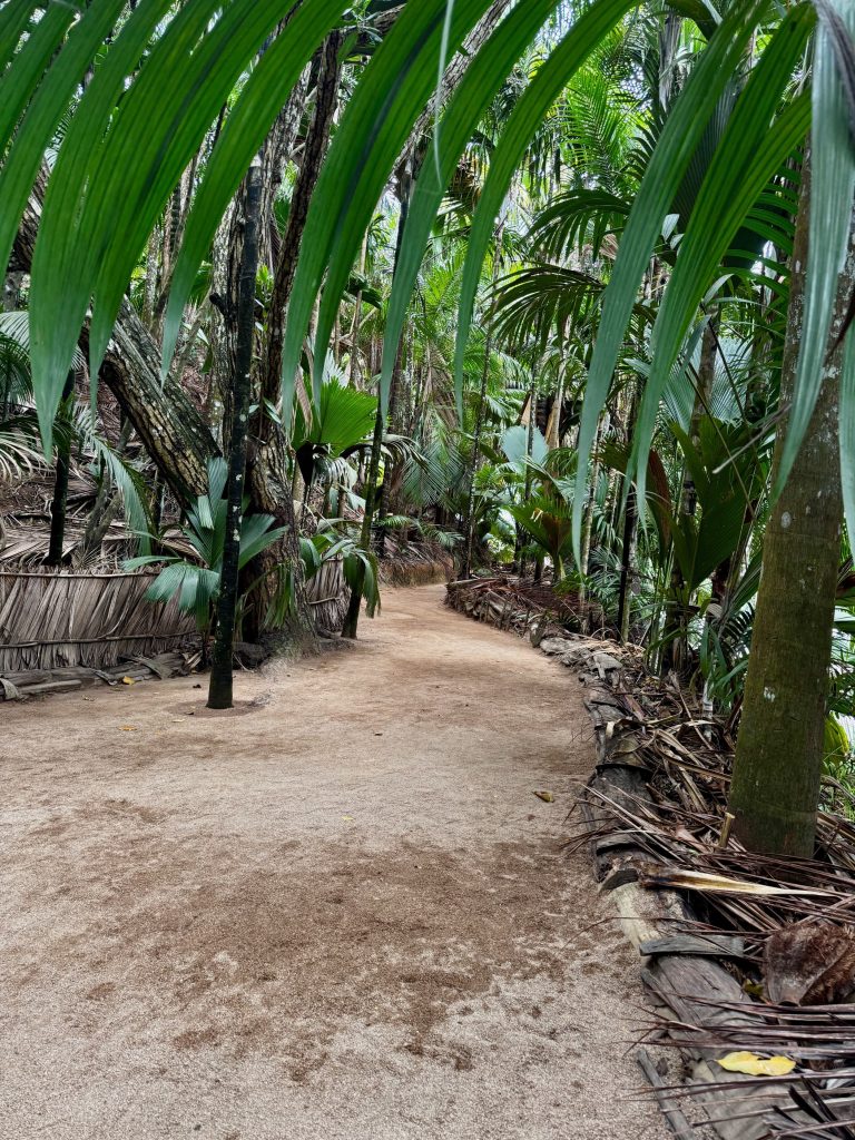 Tropical Forest in Vallee de Mai, Praslin, Seychelles