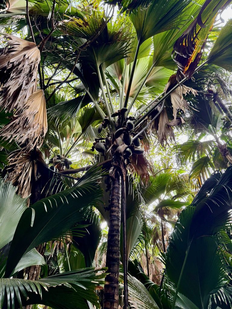 The Famous coconut tree 'Coco de Mer' from Vallee de Mai, Praslin, Seychelles