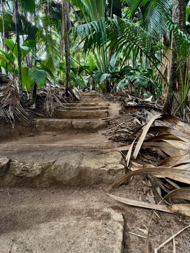 Seychelles Vallee de Mai Stairs in the Forest