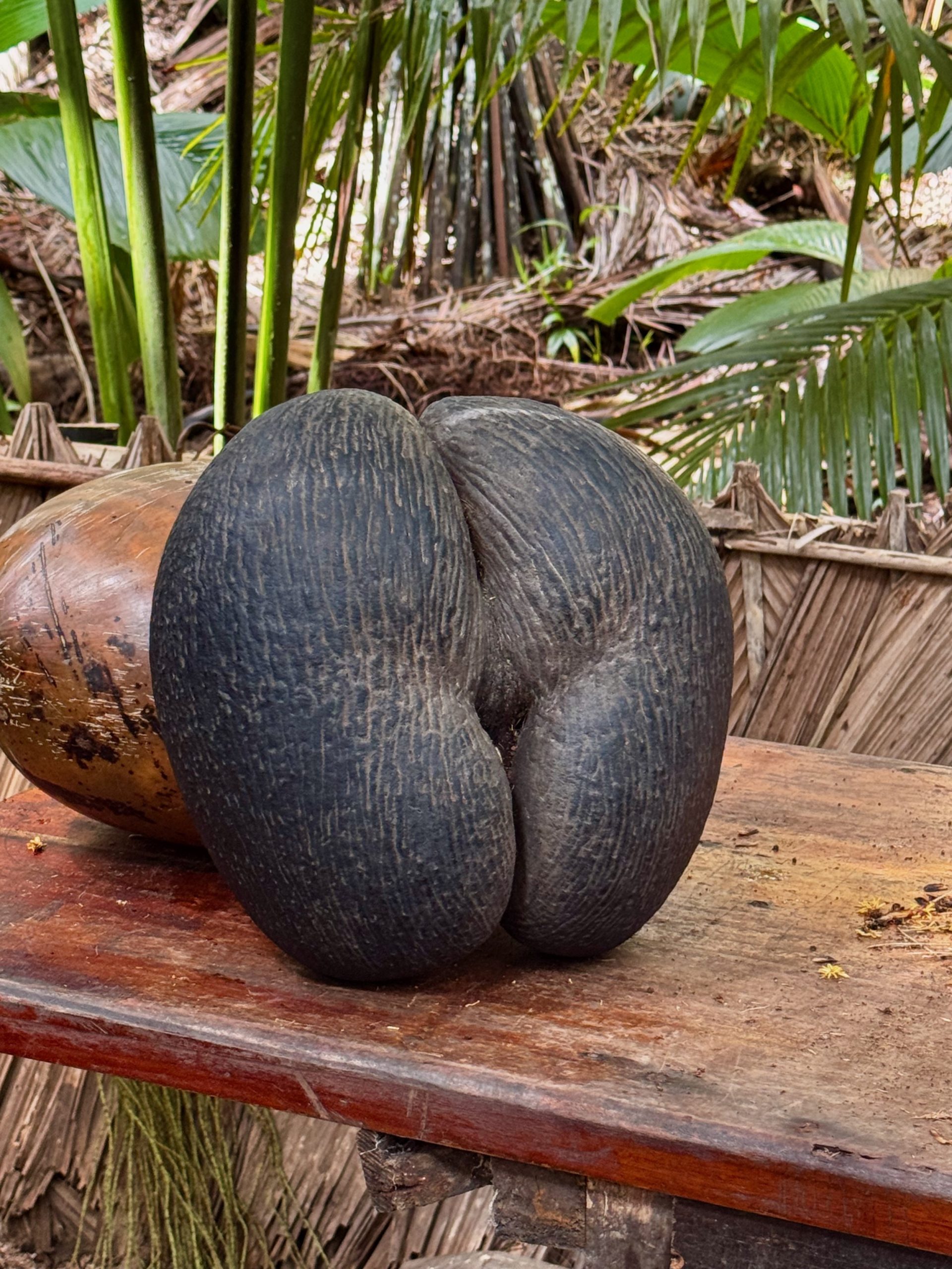 The Famous coconut 'Coco de Mer', from Vallee de Mai, Praslin, Seychelles