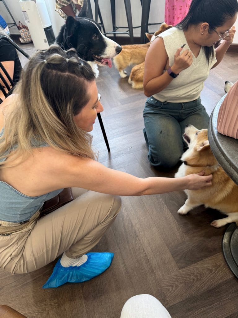 Bangkok - Joaca cu catei Corgi in cafenea