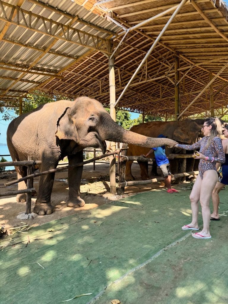 Feeding the elephants at the sanctuary, Phuket, Thailand