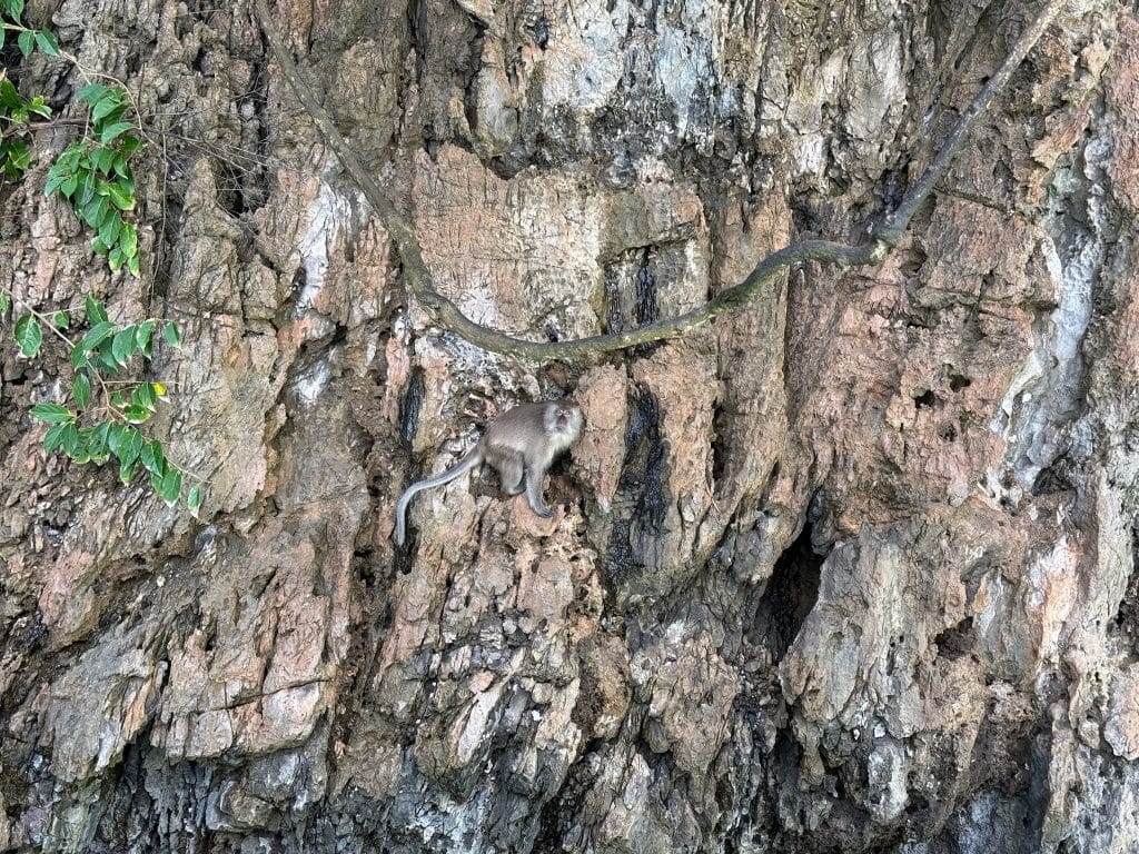 A little monkey on the rocks near Monkey Beach, Phuket, Thailand