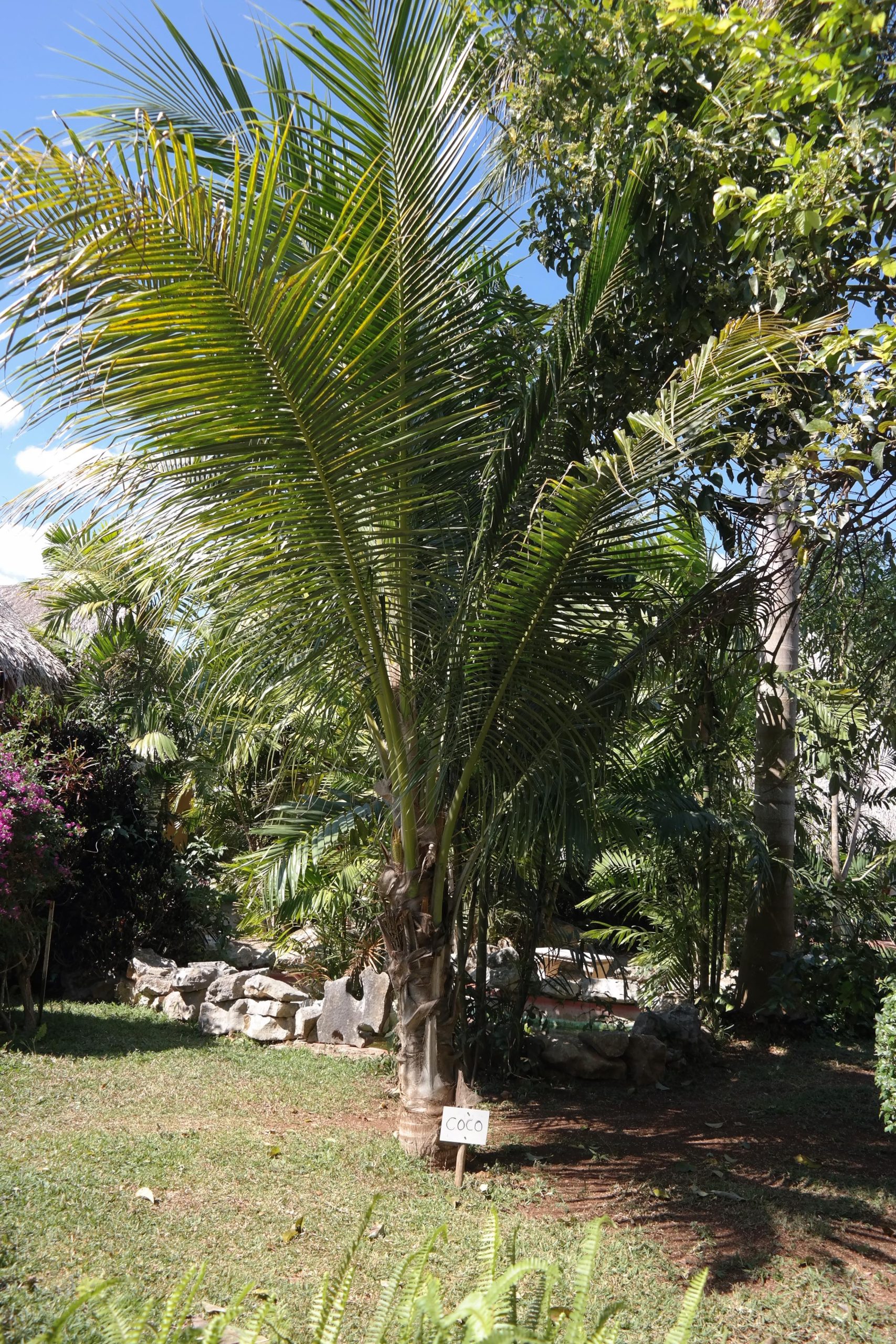 Un mic palmier de cocos intr-o gradina tropicala din Yucatan