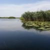 Danube Delta Canal with Lilies and Reeds