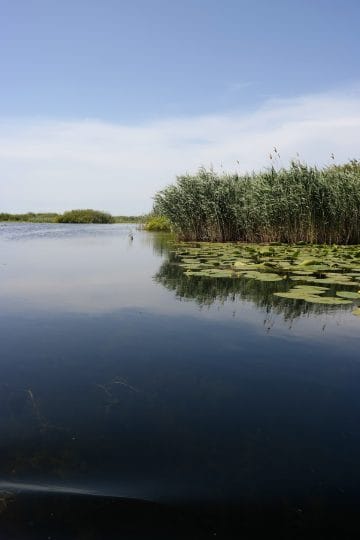 Danube Delta Canal with Lilies and Reeds