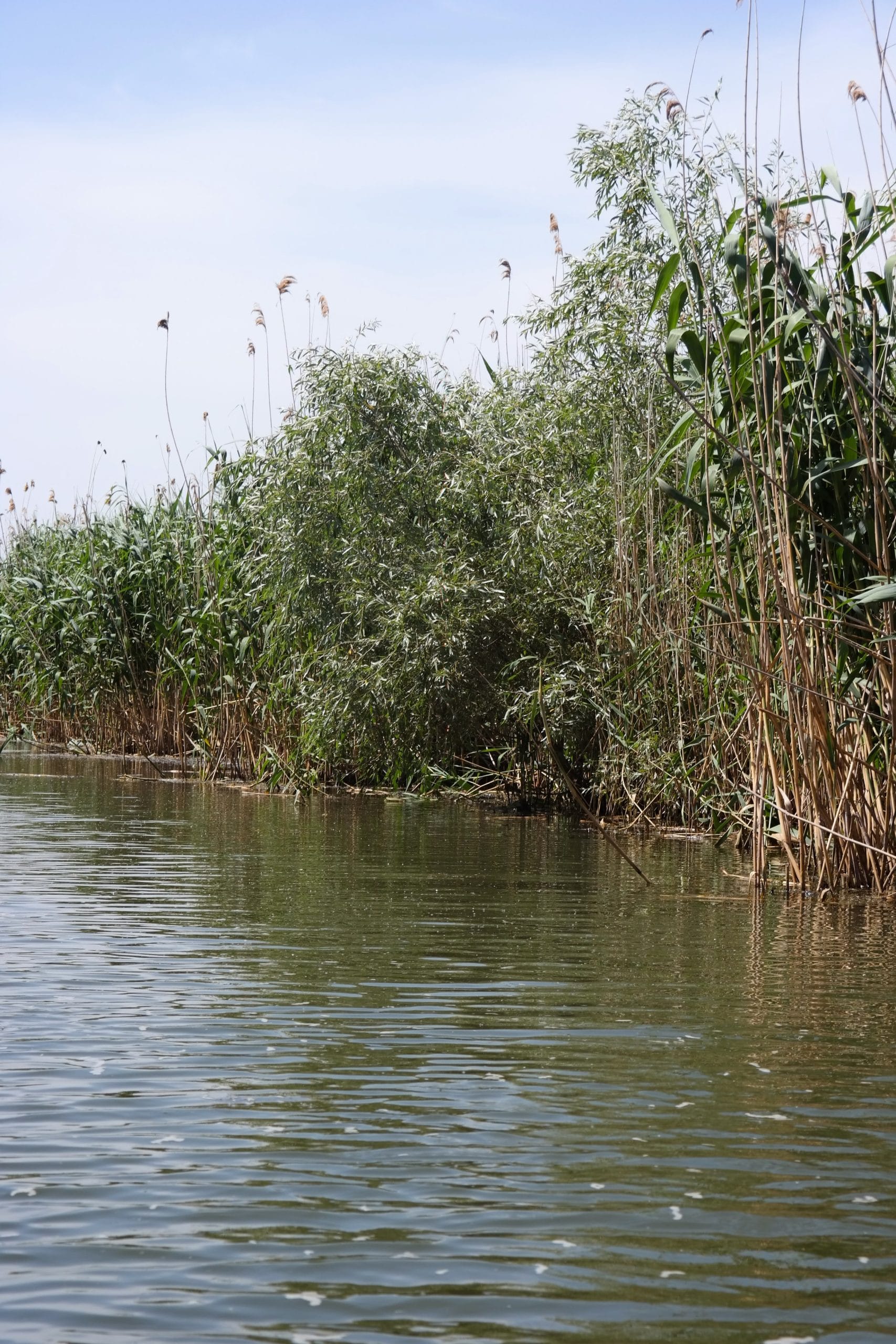 Mal acoperit de stuf des si vegetatie pe un canal din Delta Dunarii