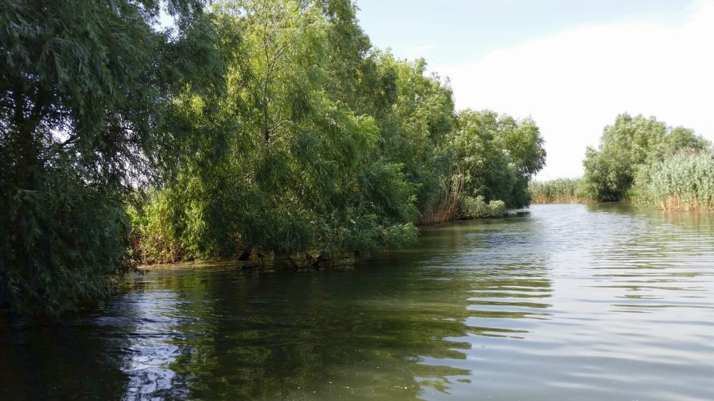Canal ingust marginit de salcii salbatice in Delta Dunarii