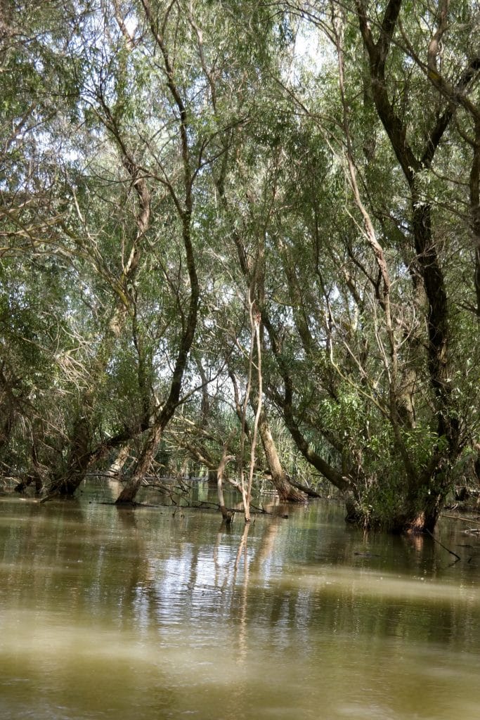 Padure inundata de salcii batrane pe canalele din Delta Dunarii