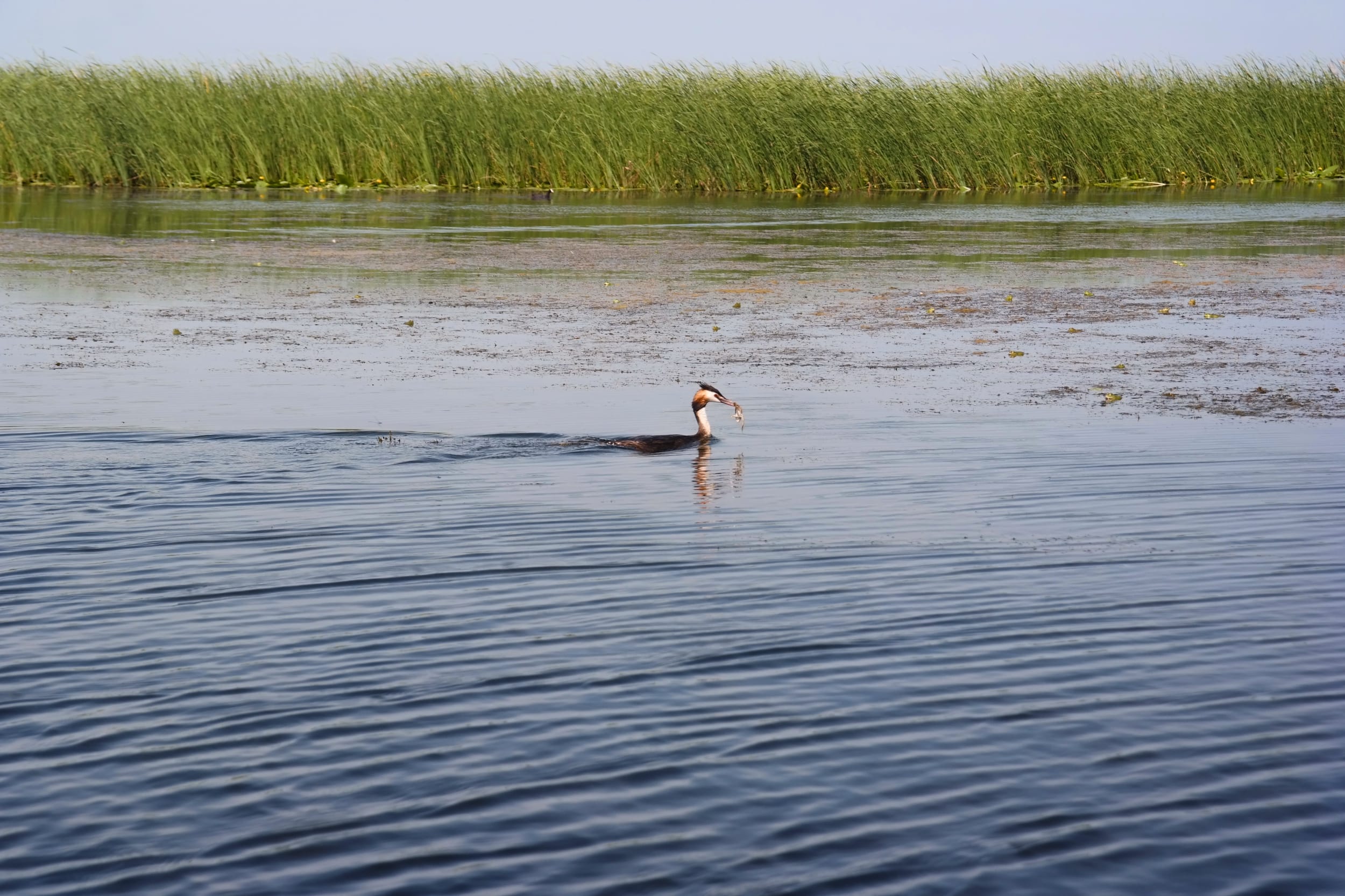 Corcodel mare inotand pe un canal cu stuf in Delta Dunarii