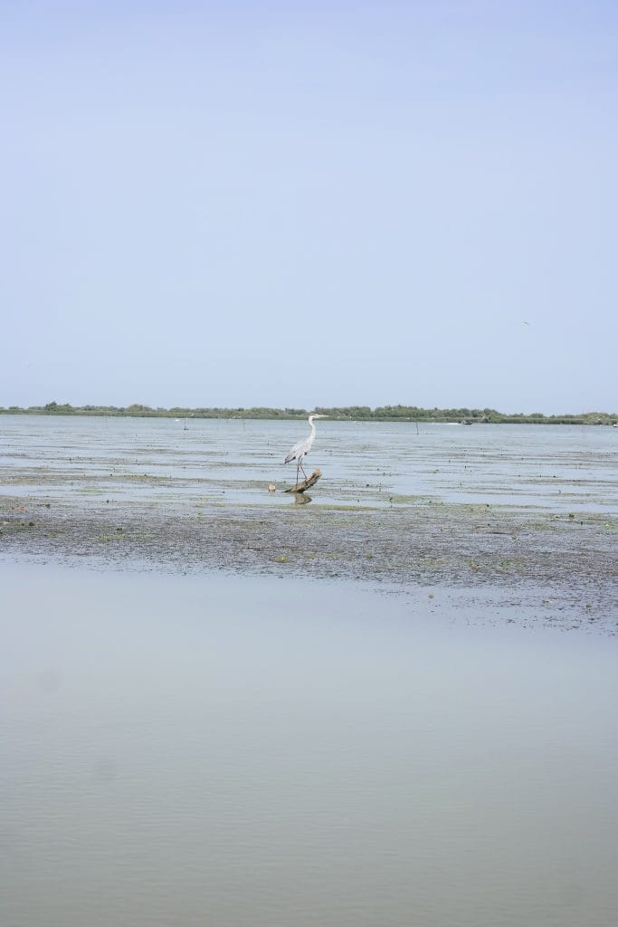Starc cenusiu stand pe un bustean in mijlocul unui lac din Delta Dunarii
