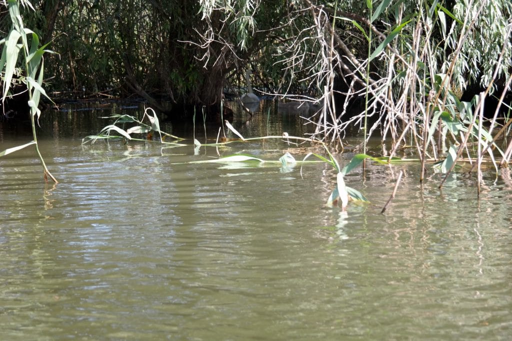 Lebada ascunsa printre salcii si stuf in padurea inundata din Delta Dunarii