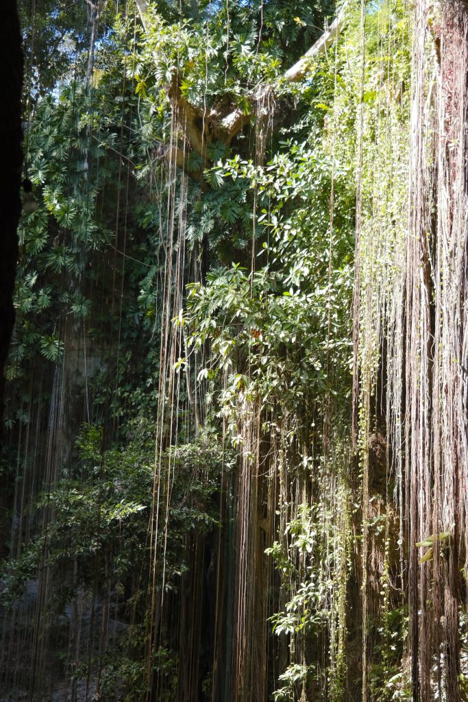 Vegetatie tropicala luxurianta si liane spectaculoase la Cenote Ik Kil