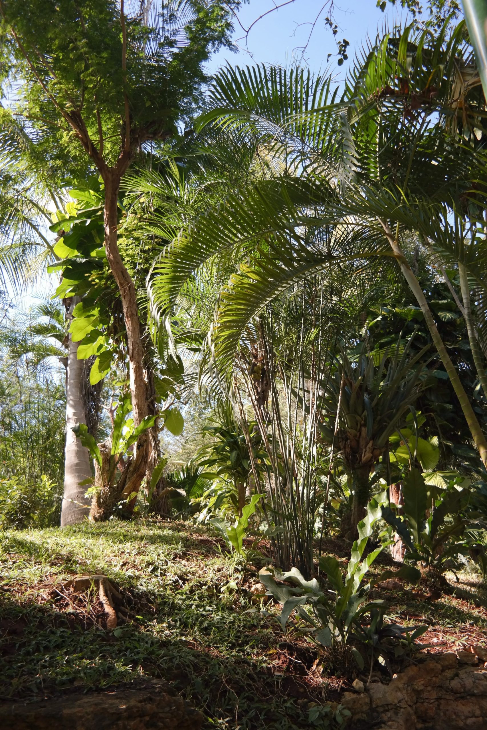 Gradini tropicale si palmieri in Peninsula Yucatan