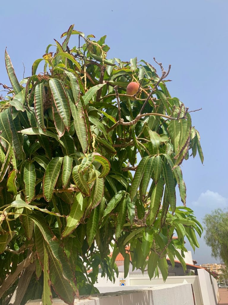 Copac de mango cu fruct copt in Tenerife
