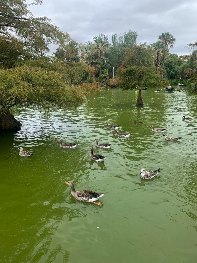 Rate si gaste pe lacul din Ciutadella