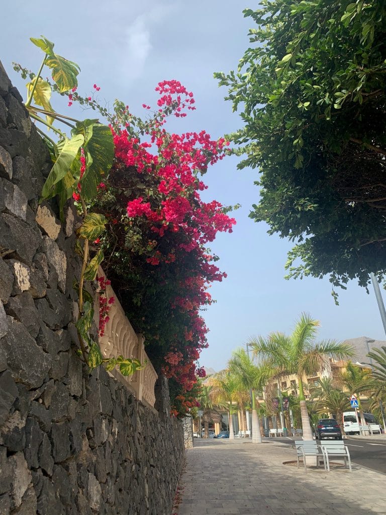 Flori roz de bougainvillea inflorite pe un zid de piatra de pe o strada din Tenerife