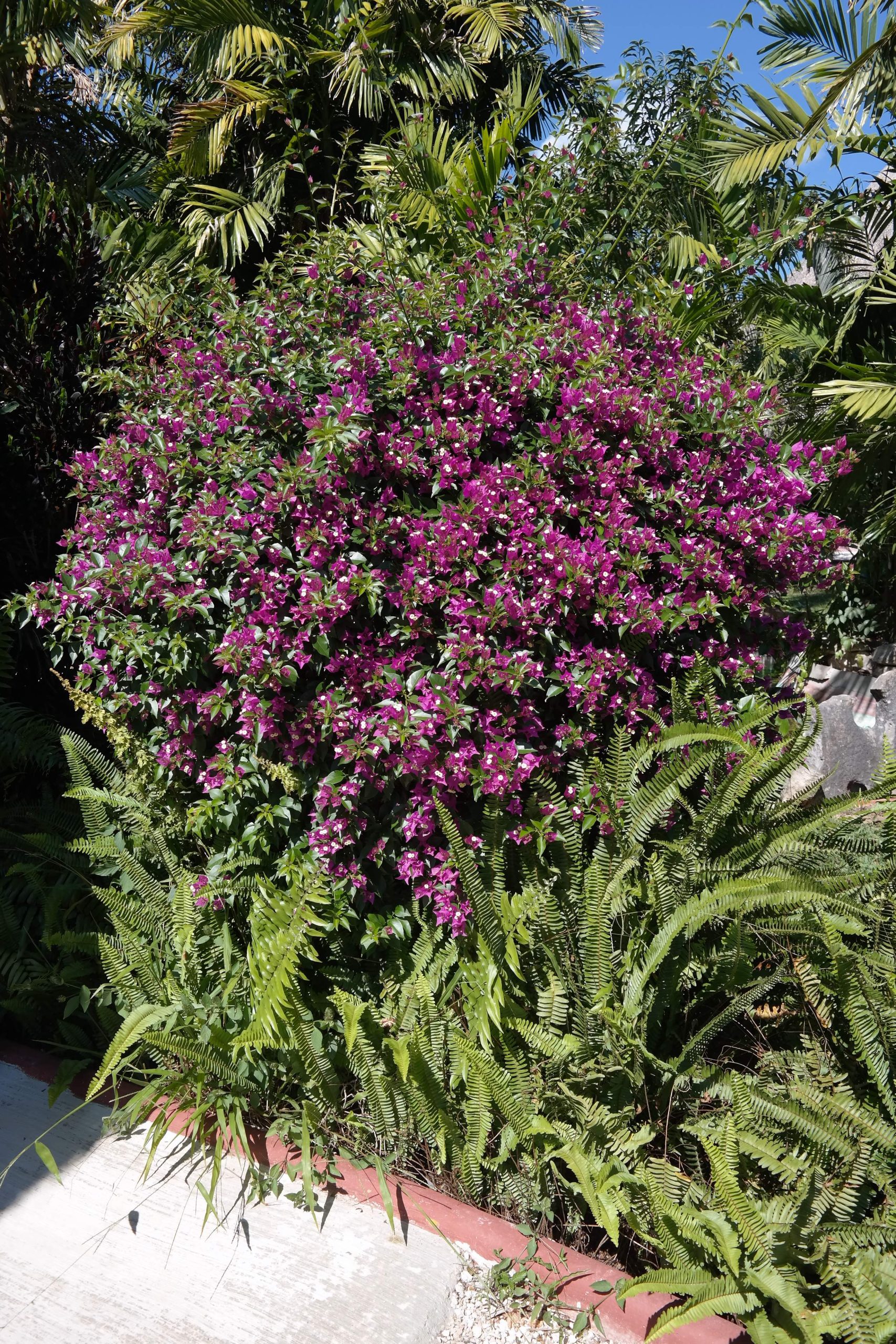 Tufa spectaculoasa de Bougainvillea mov intr-o gradina tropicala din Yucatan