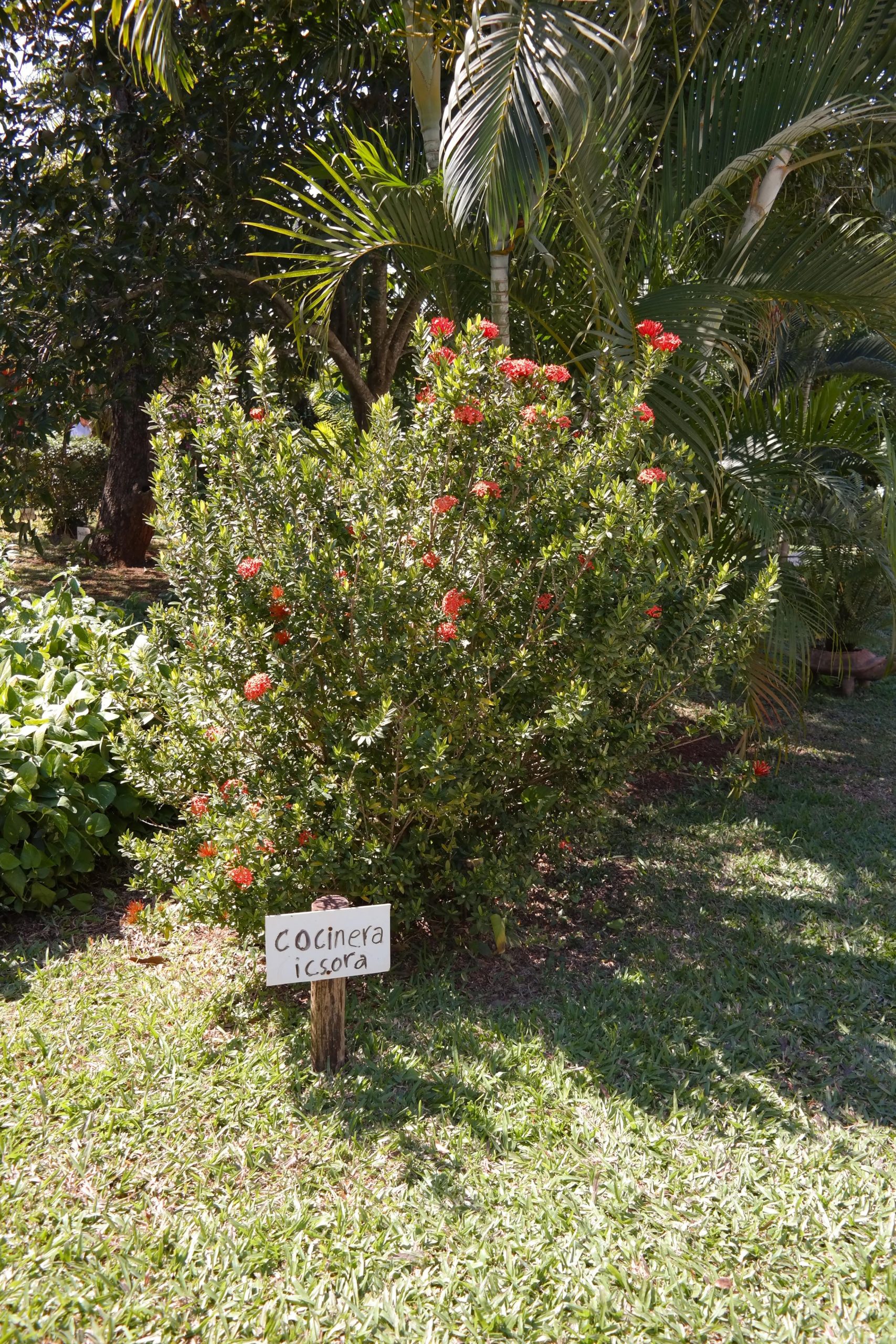 Arbust cu flori rosii de Ixora intr-o gradina din Yucatan