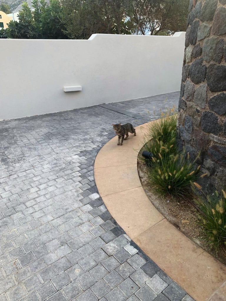 Pisica de la hotel din Santorini
