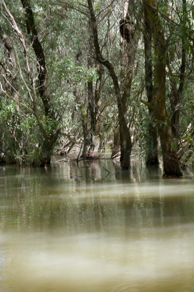 Trunchiuri de copaci scufundati in padurea inundata din Delta Dunarii
