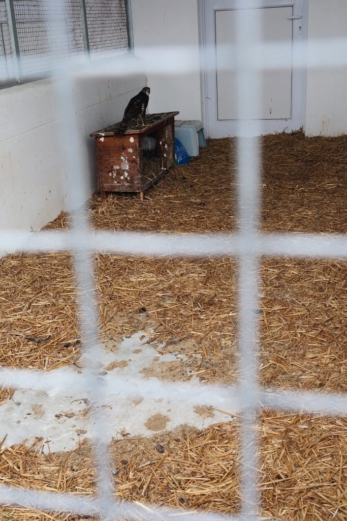 O pasare rapitoare intr-un tarc sau adapost acoperit cu paie, aflat intr-un centru de salvare si reabilitare a animalelor din Cape Town, vazuta prin grilajul de protectie.