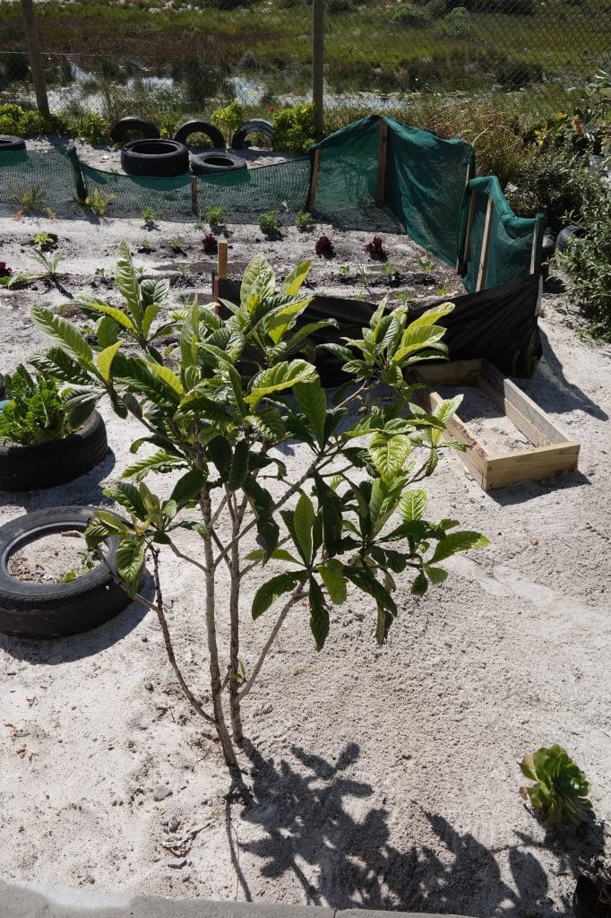 O gradina comunitara in aer liber, cu un copacel tanar in prim-plan, straturi de legume amenajate cu anvelope reciclate si panouri verzi de protectie intr-un proiect din Cape Town.