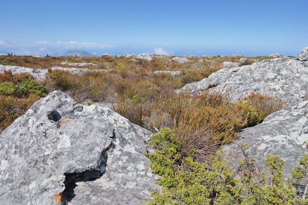 O imagine de pe platoul muntos al masivului Table Mountain, surprinzand roci masive de gresie, vegetatie specifica de tip fynbos si orizontul indepartat sub un cer senin.