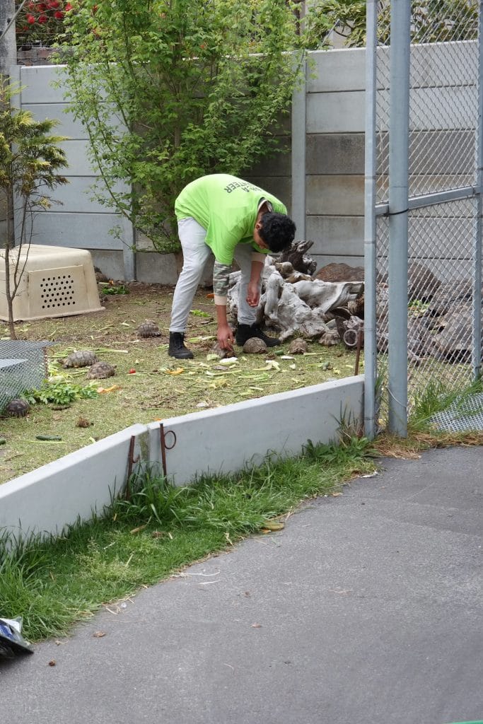Un voluntar imbracat in tricou verde, se apleaca pentru a hrani mai multe testoase cu frunze verzi, intr-o zona special amenajata a unui centru de salvare din Cape Town.