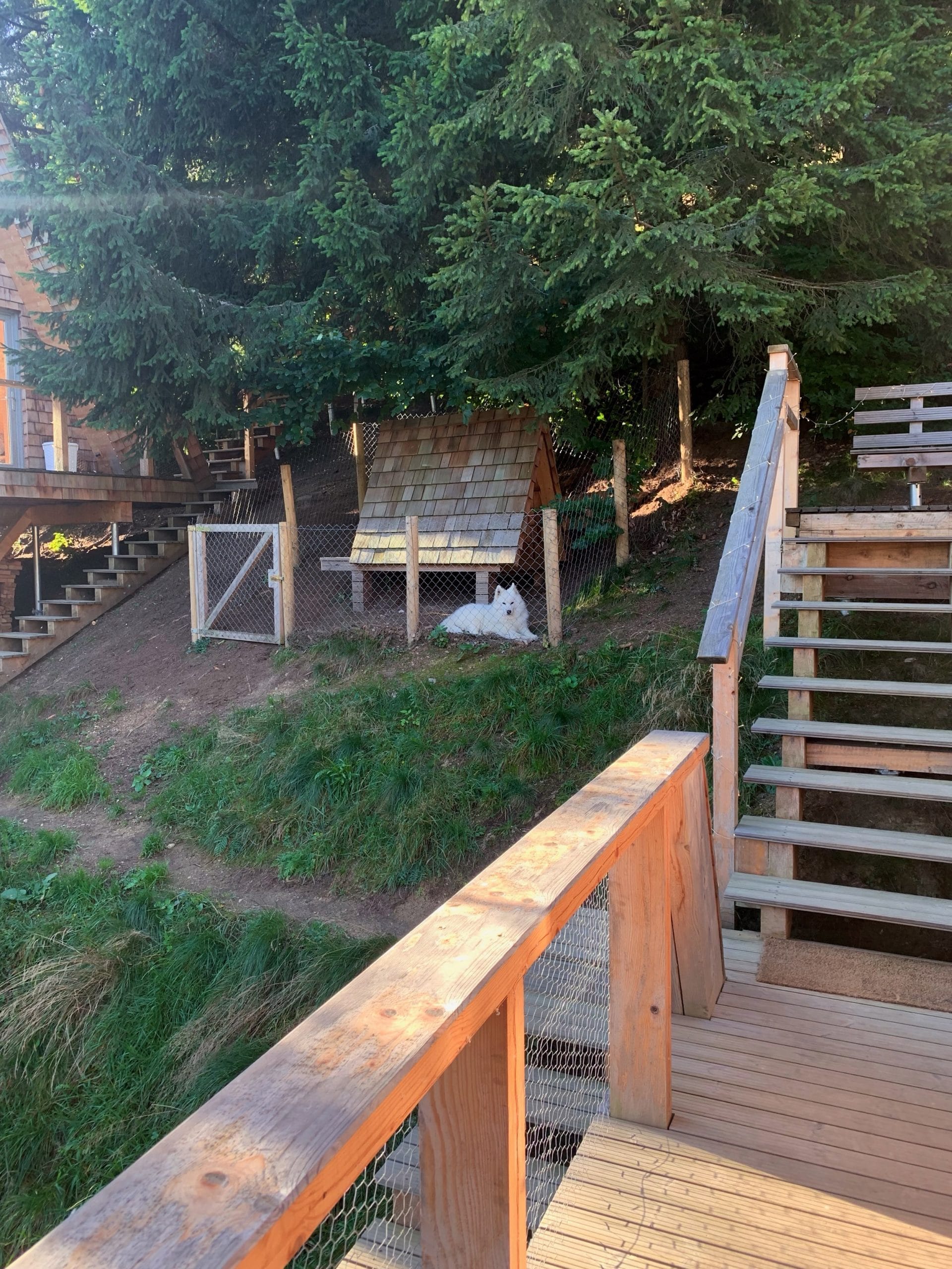 Câine alb odihnindu-se lângă o cușcă de lemn cu acoperiș din șindrilă, pe un deal cu scări și terase din lemn la Străjerii Verzi, Șirnea