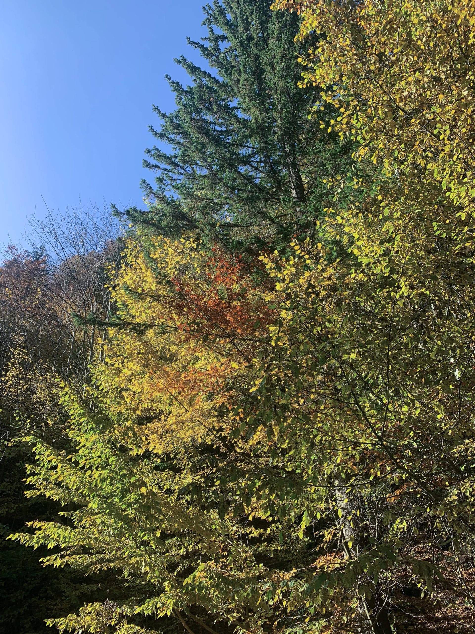 Pădure în nuanțe de galben, verde și arămiu la Prăpăstiile Zărneștiului