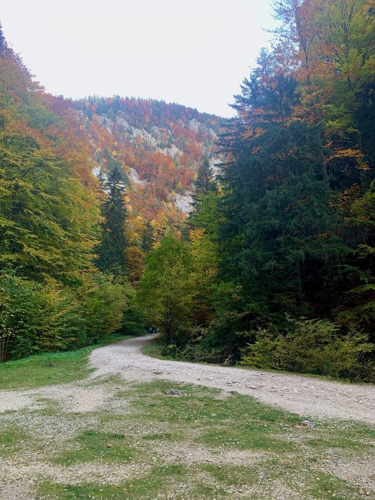 Drum prin pădurea în culori de toamnă din Prăpăstiile Zărneștiului, în Piatra Craiului