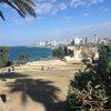 Palmieri și peluză în parcul Abrasha din Jaffa, cu marea și clădirile din Tel Aviv în fundal