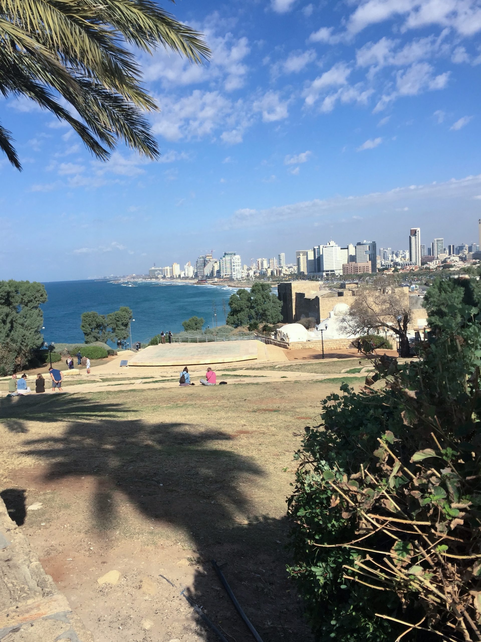 Palmieri și peluză &icirc;n parcul Abrasha din Jaffa, cu marea și clădirile din Tel Aviv &icirc;n fundal